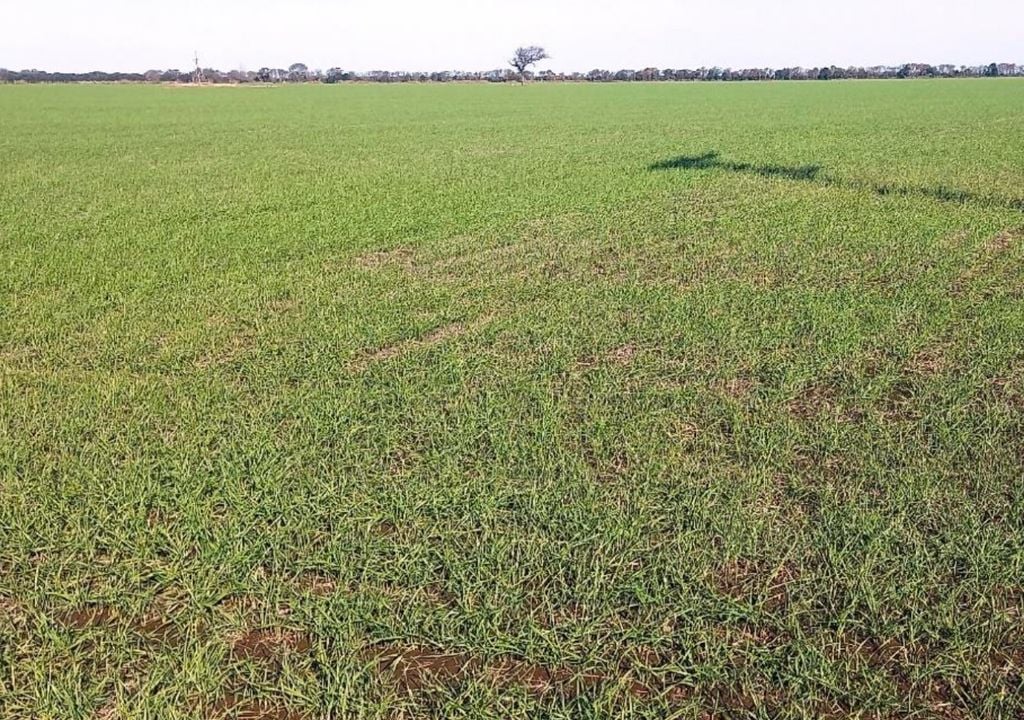 Lote con trigo; en desarrollo vegetativo, muy buen estado, en el centro del departamento San Jerónimo, provincia de Santa Fe. Gentileza: Bolsa de Comercio de Santa Fe.
