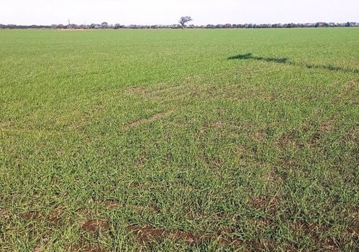 Hasta -7 &deg;C, tiempo seco y heladas: c&oacute;mo el fr&iacute;o extremo empieza a cambiar la campa&ntilde;a agr&iacute;cola