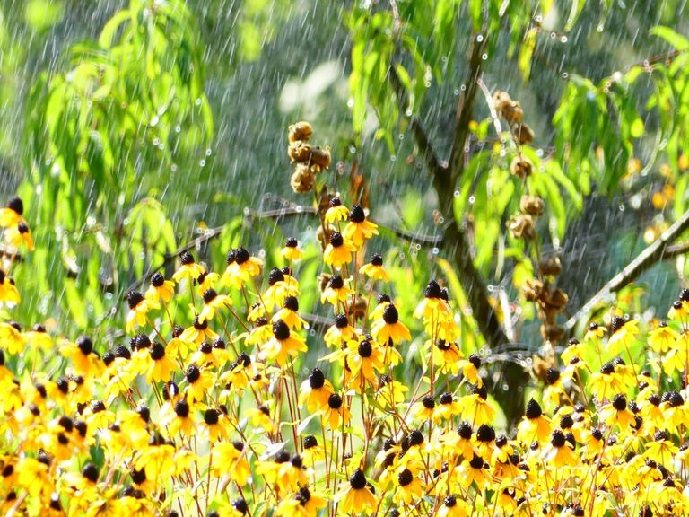 Hochsommer vorbei Hochsommer vorbei