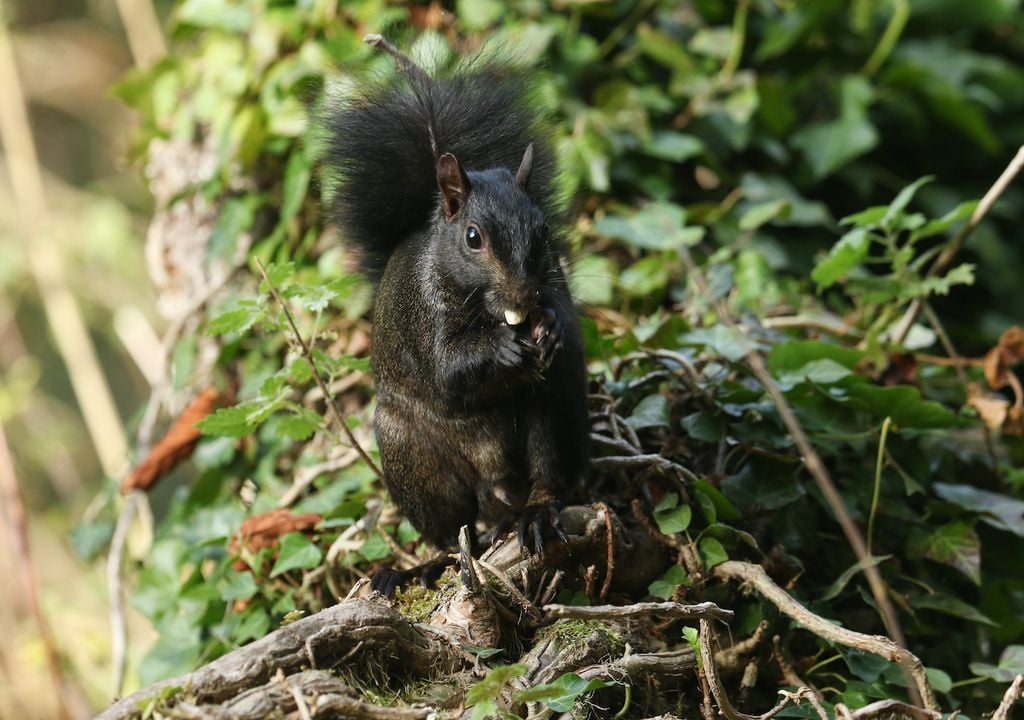 Black squirrel, England, UK sighting.