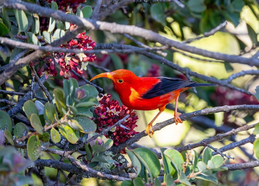 Oiseaux Hawaï Extinction