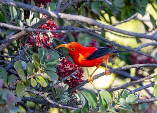 Hawaï : cette espèce d'oiseaux menacée est sauvée grâce... aux moustiques !