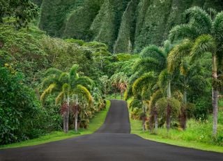 Los bosques de Hawai están cambiando: no encontrarás ni una sola especie autóctona en los nuevos ecosistemas de O'ahu