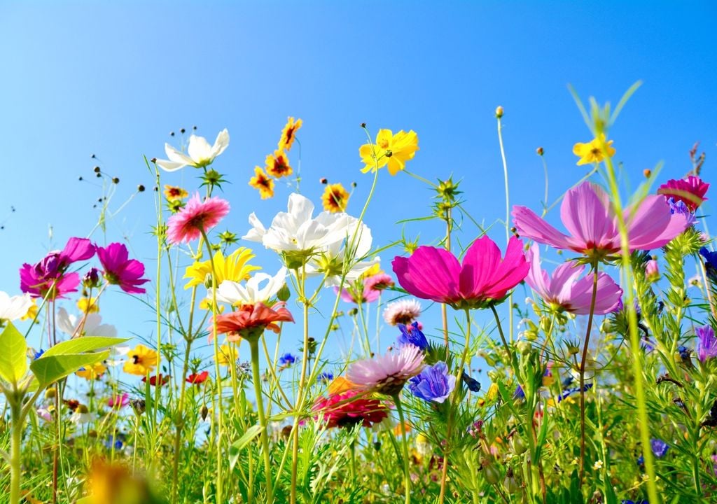 flores flores