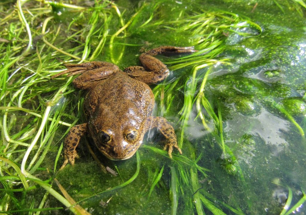 La desecación de su hábitat obligó a un rescate de la ranita en 2019. Foto: Pablo Fibla. La desecación de su hábitat obligó a un rescate de la ranita en 2019. Foto: Pablo Fibla.