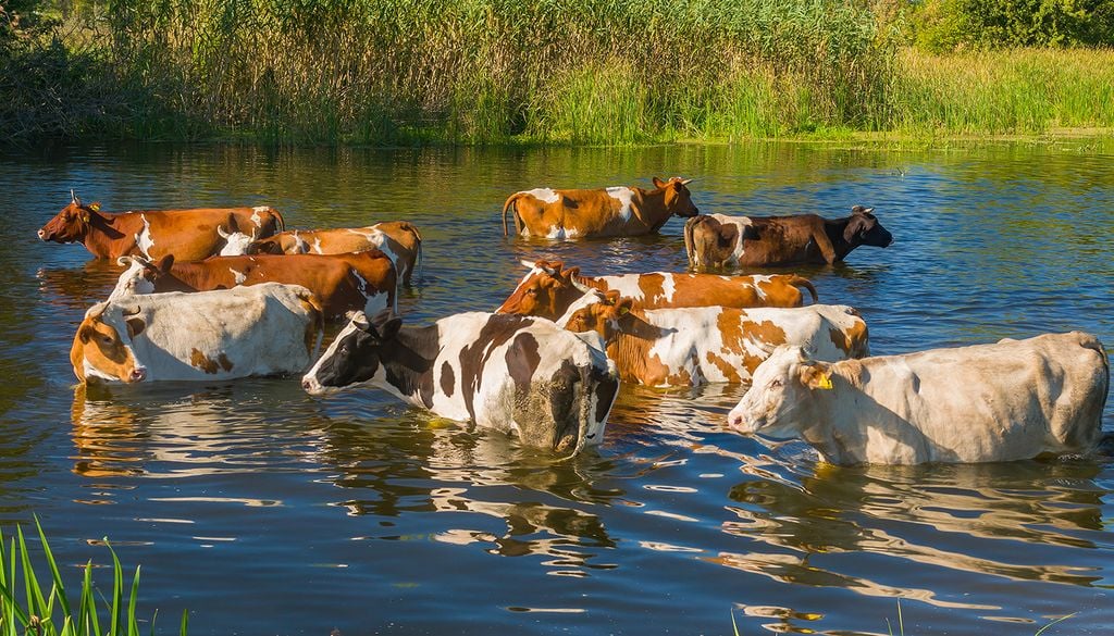 Sabemos con anticipación que llegará El Niño, y con él aumentará el nivel de los ríos. Es tiempo ahora de planificar el traslado del ganado de zonas bajas e inundables a áreas seguras.