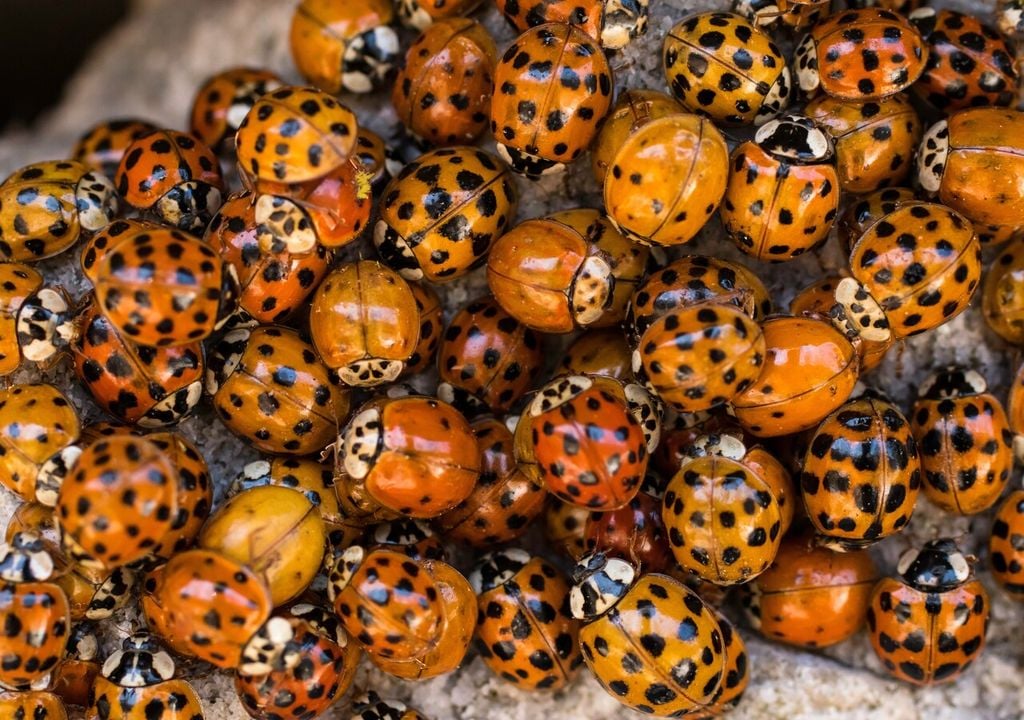 chinita arlequín chinita arlequín