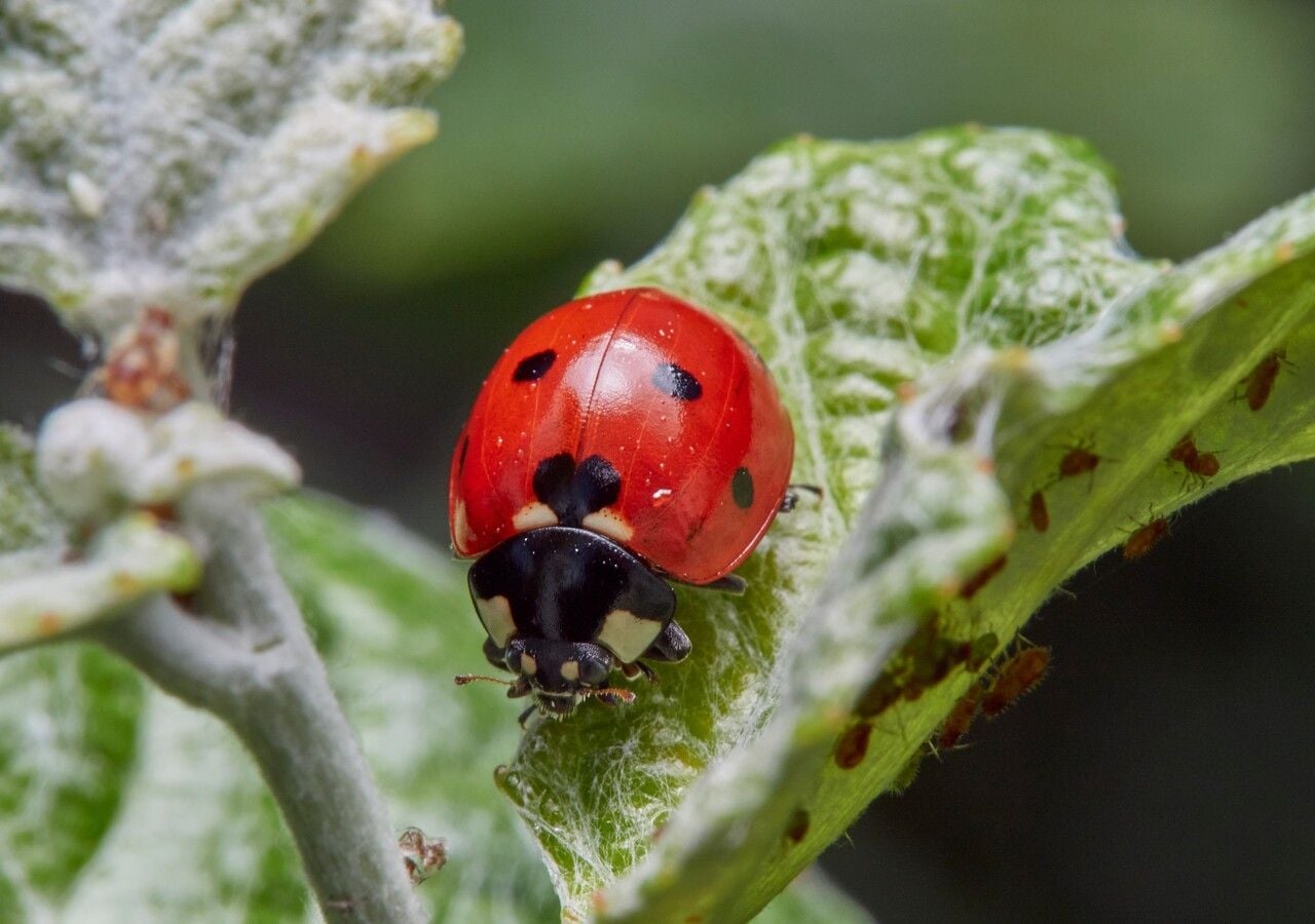 Hay una chinita “impostora” en tu jardín que se come a las chilenas ...