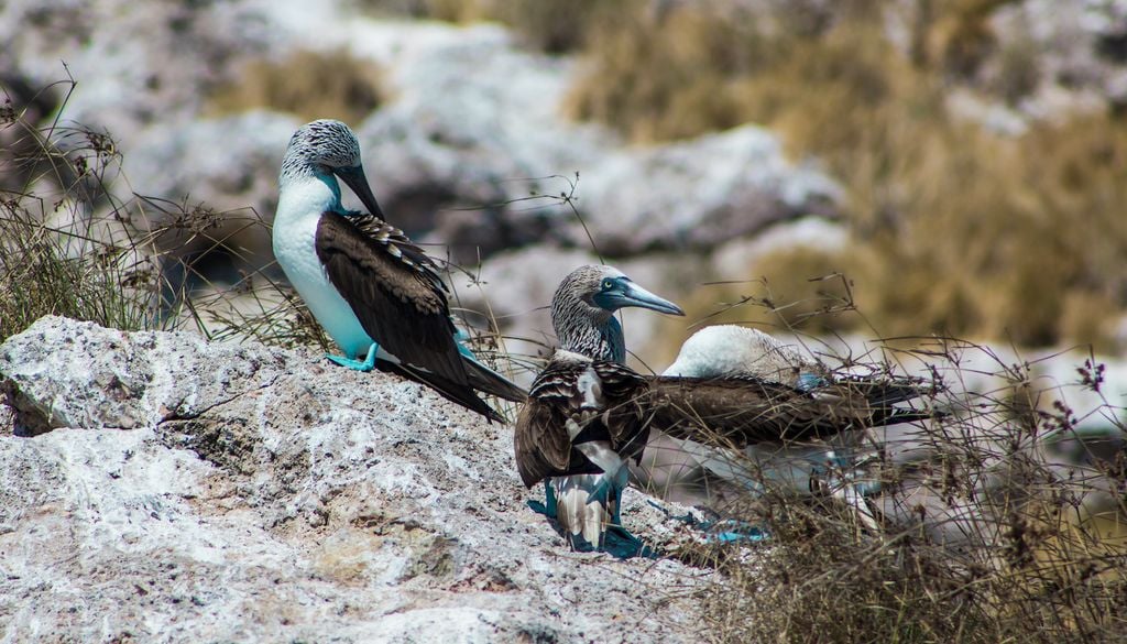 Los piqueros de patas azules encuentran en las Islas Marietas un santuario ideal, convirtiendo a este edén mexicano en su hogar endémico más icónico.