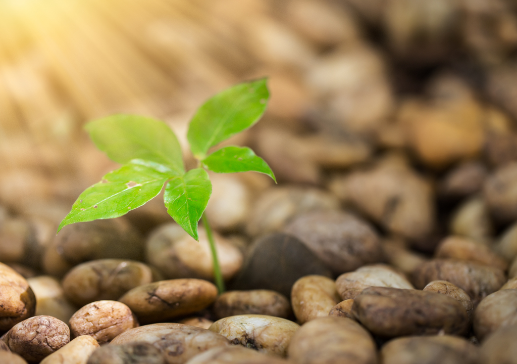 A plant that carries out photosynthesis