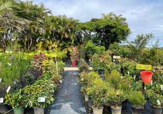 Haz de tu hogar un pulmón para León, Guanajuato: el Vivero Municipal te regala plantas y árboles para tu hogar