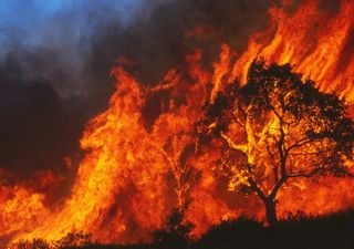 Severe heatwaves and drought driving super-charged wildfires, report reveals