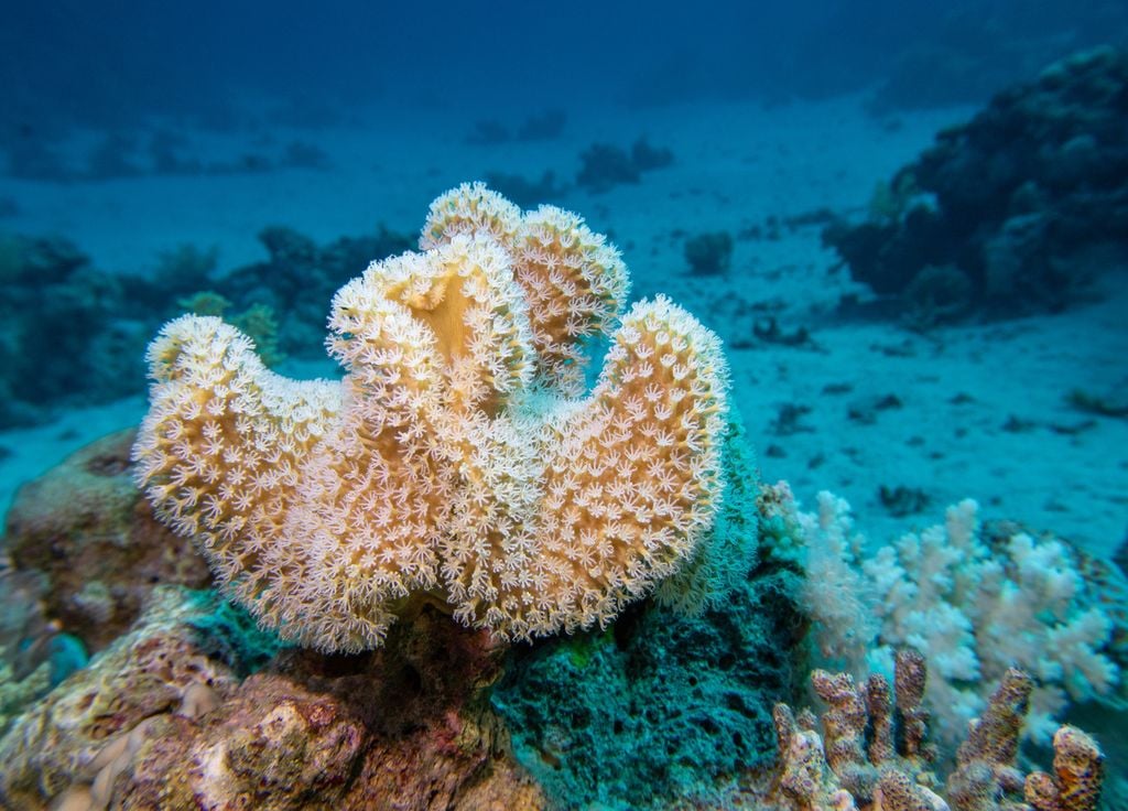 Coraux durs Acropora Caraïbes