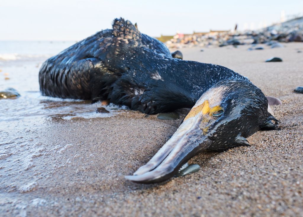 Oiseaux Marins Morts Echouage France Atlantique