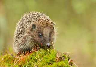 Hedgehogs are in decline in the UK: Meet those helping by knitting or making "hog highways"