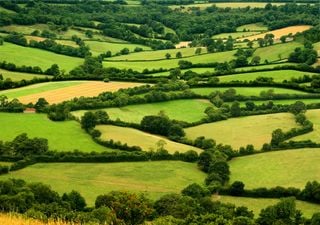 Hedgerows of England are “precious” and can wrap around the Earth ten times!