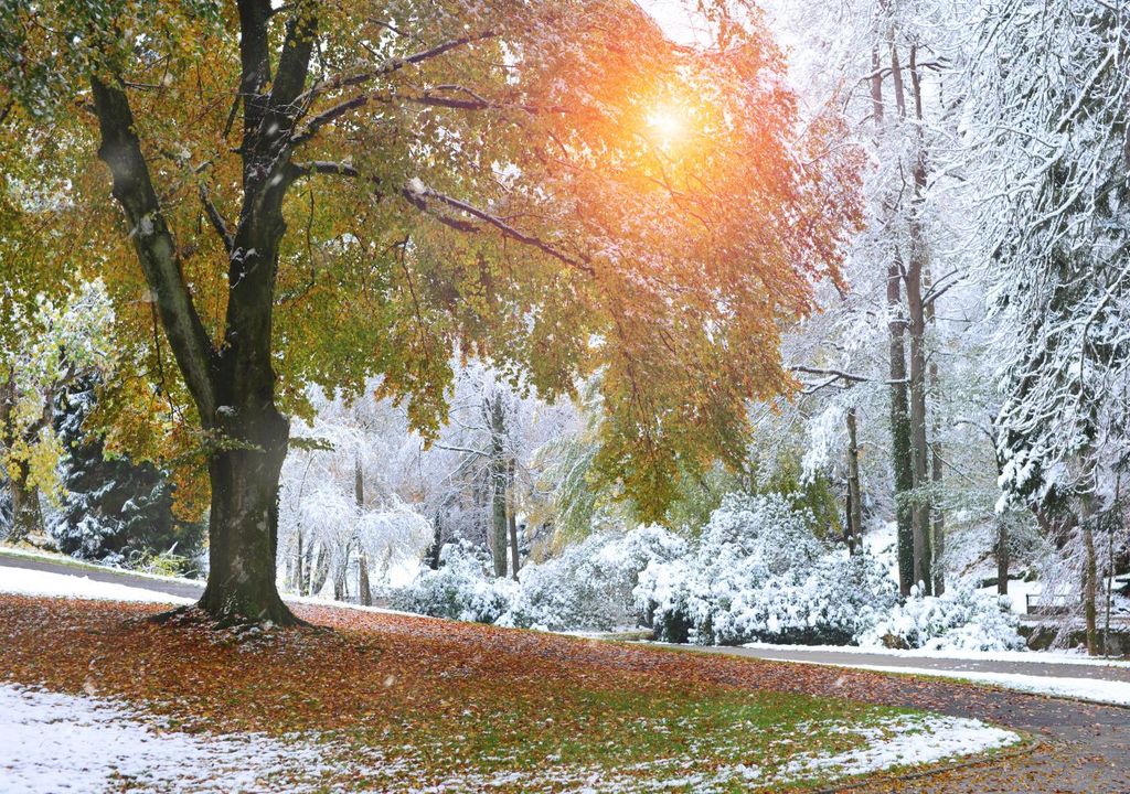 Erster Schnee Erster Schnee