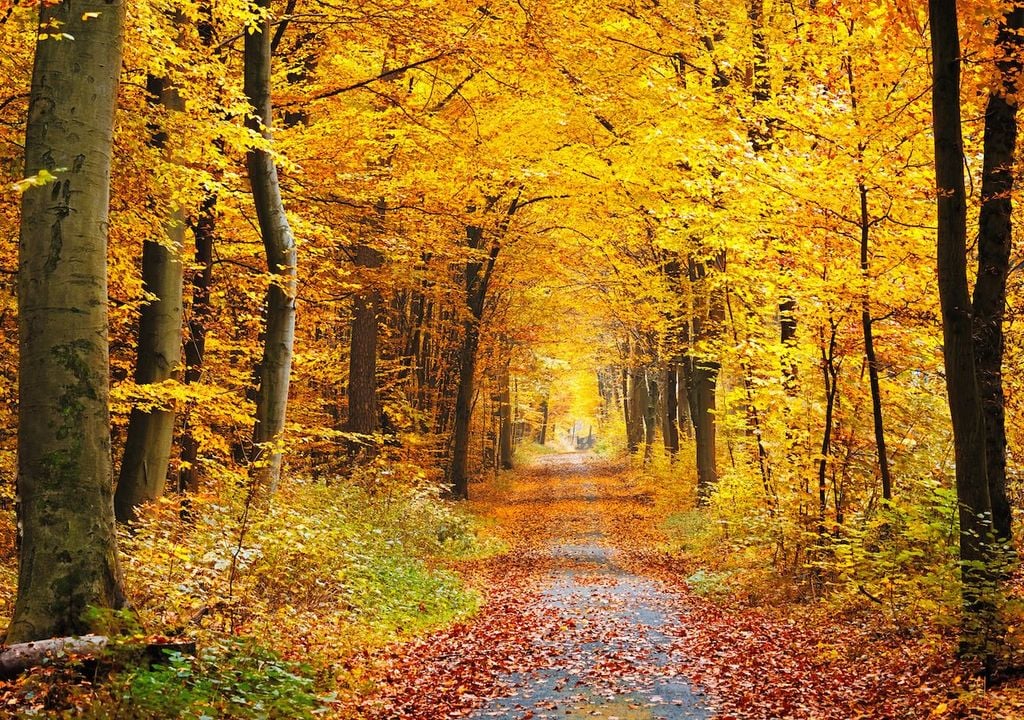 'Goldene Herbst, Wald