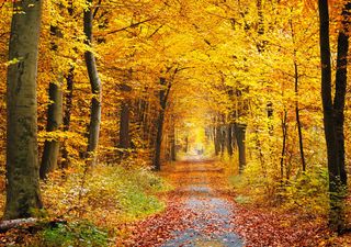 Heißer Oktober statt Herbst? Wettermodelle warnen: Altweibersommer könnte zum wärmsten Oktober der Geschichte führen!