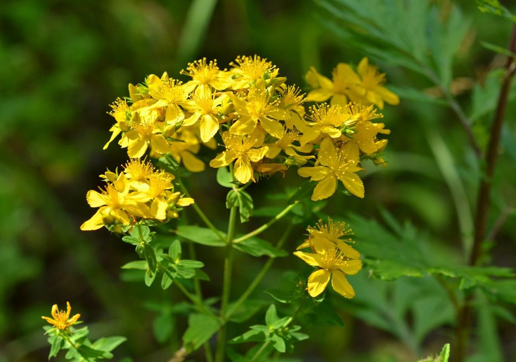 johanniskraut, natur, medizin johanniskraut, natur, medizin