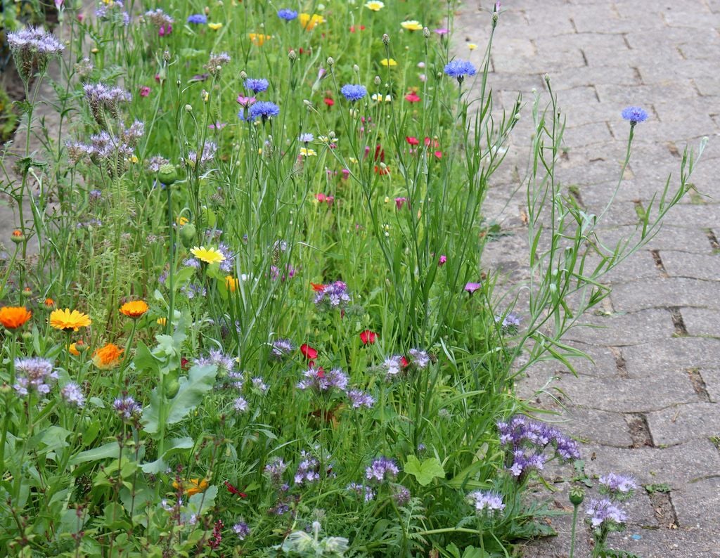Alternative zu versiegelten Böden