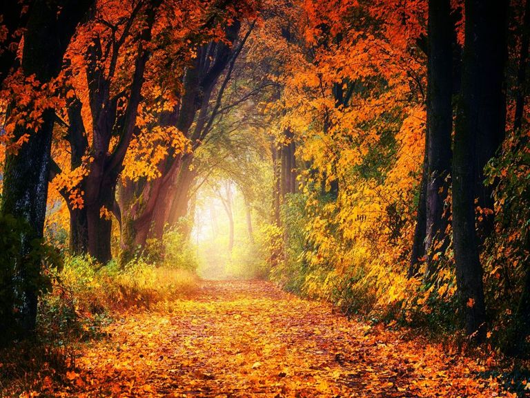 Herbst-Vorhersage Herbst-Vorhersage