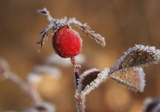 Helada en el Gran Santiago la próxima semana: alta fría hará que las temperaturas bajen hasta los 3 grados bajo cero