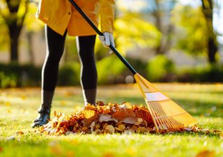 Herbstzauber und Laubchaos: Wo bleibt das bunte Blättermeer?