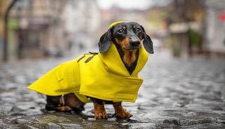 Hibbel-Hunde im Herbst? Das steckt dahinter