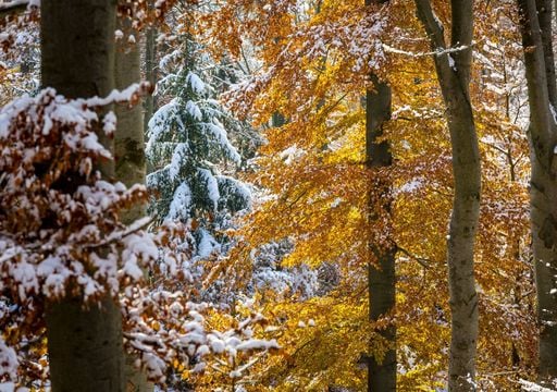 Herbst-Prognose: Noch mal 32 Grad &ndash; dann der Winter-Schock? &bdquo;Der November hat es in sich"