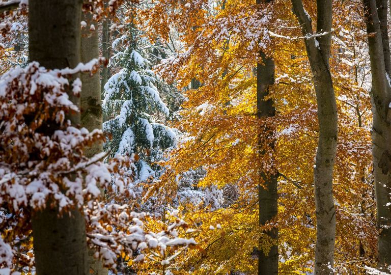Herbst-Prognose: Noch mal 32 Grad &ndash; dann der Winter-Schock? &bdquo;Der November hat es in sich"