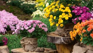 Herbstblüher bringen Farbe in den eigenen Garten