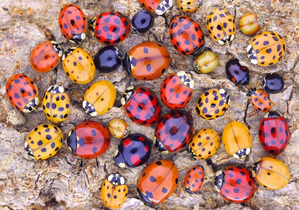 Ob als SonnenkälbchHimmelsziege, Sommervögelchen, Marienkäfer, Deutschland,