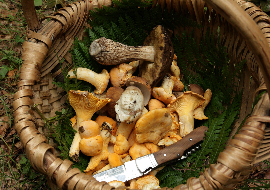 Pilze, Held, Walde, Wäldern, Großpilzarten Pilze, Held, Walde, Wäldern, Großpilzarten