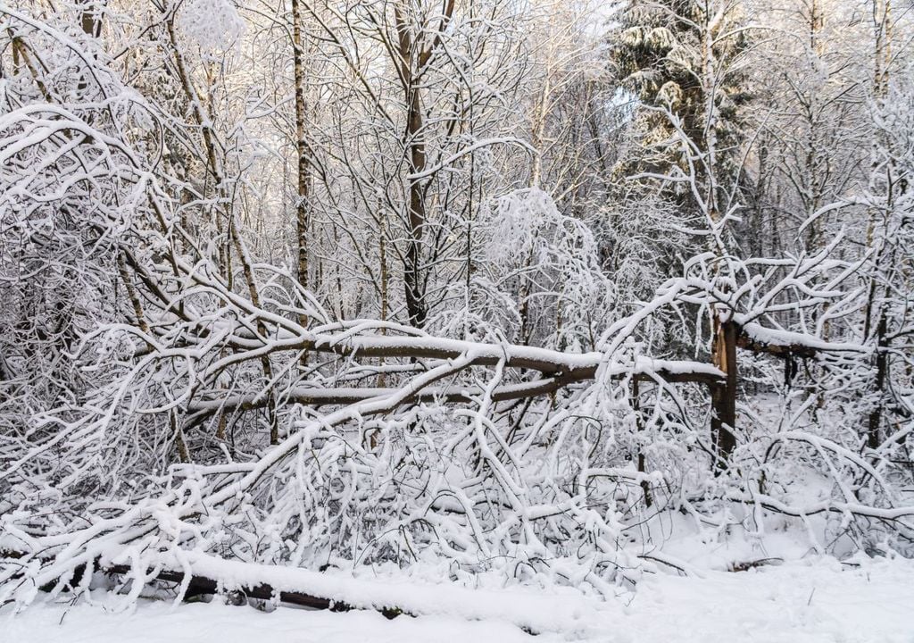 schneebruch, wetter, deutschland Ein früher Wintereinbruch im Herbst, kann zu Schneebruch führen.