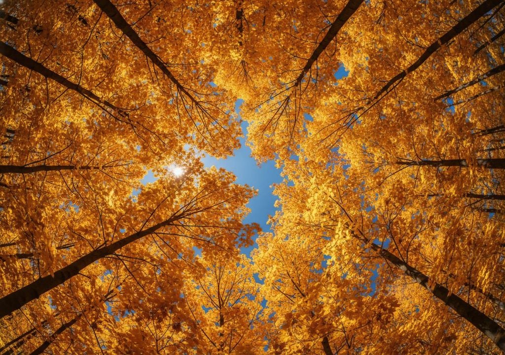 laub, herbst, oktober Aktuell sind noch viele Bäume reichlich belaubt. Es scheint so, als würde sich der Herbst noch etwas Zeit lassen.