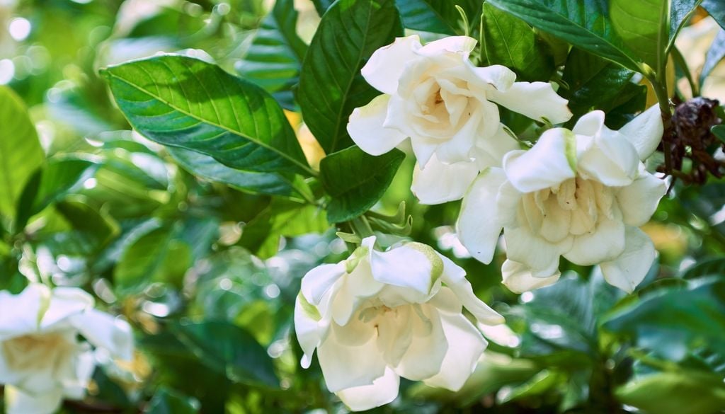 plantas Blanco puro y aterciopelado: la elegancia natural del jazmín.