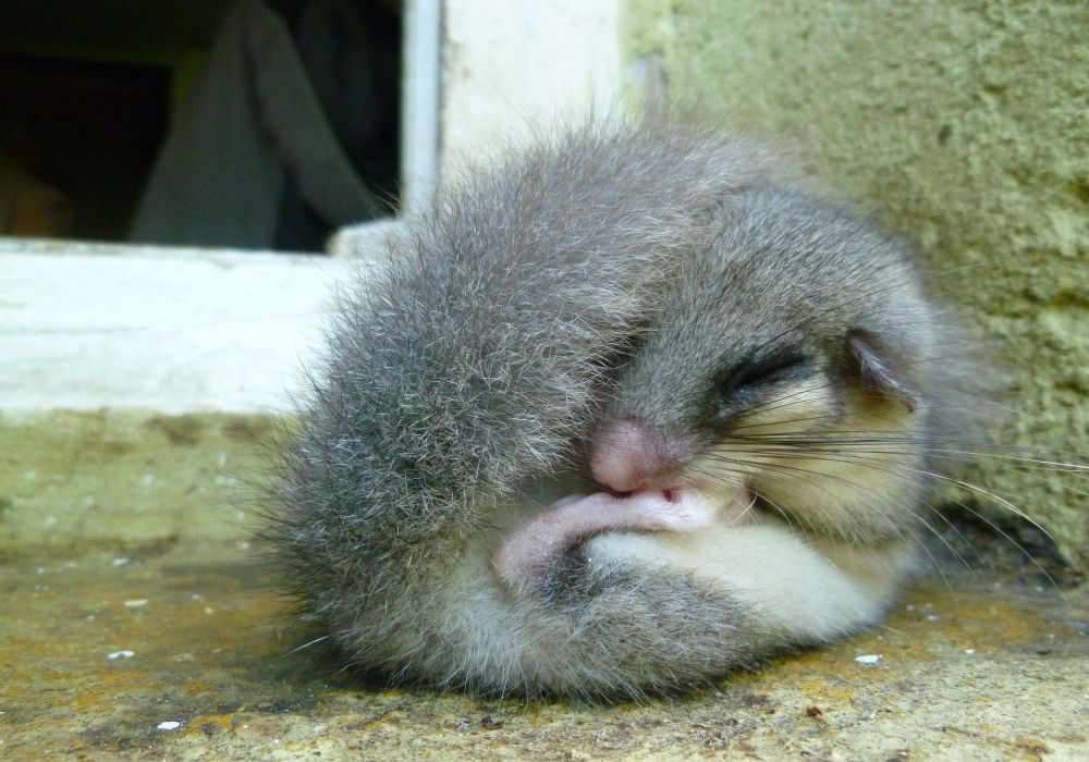 Heute ist Siebenschläfer