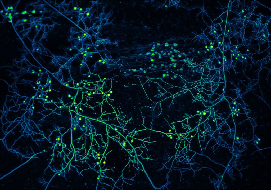 Fungal network (c) Loreto-Oyarte-Galvez