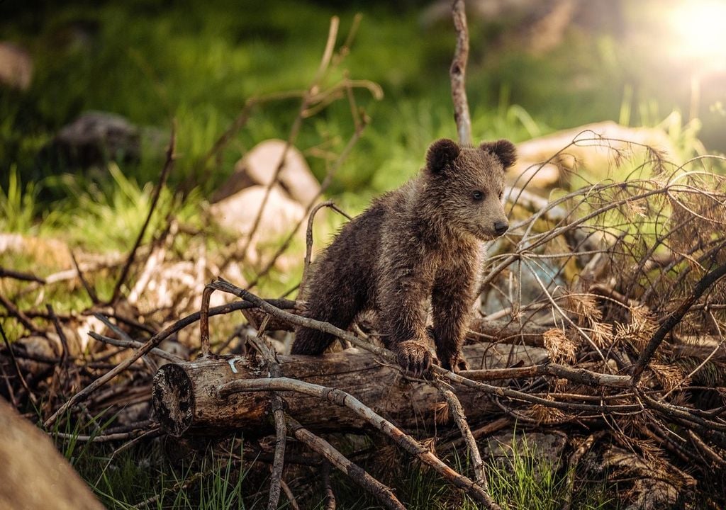 Compared with other brown bears, apennine brown bears hold a genetic vulnerability.