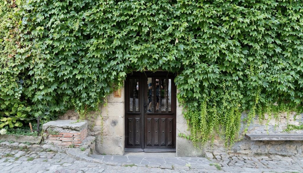 hedera Con poda y un buen guiado, la hiedra puede crecer frondosa sin perder la forma que queremos darle en una maceta, jardinera o estructura.