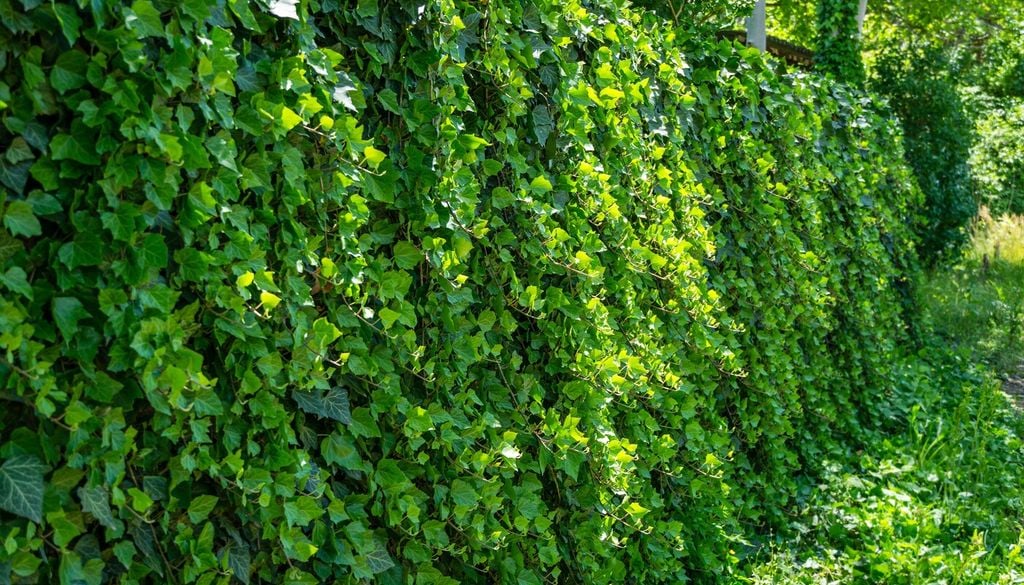 wall Una poda selectiva ayuda a controlar el tamaño de la hiedra sin necesidad de cortar toda la planta de manera drástica.