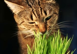 Hierba gatera en casa: aprende a plantarla en maceta para entretener a tu gato