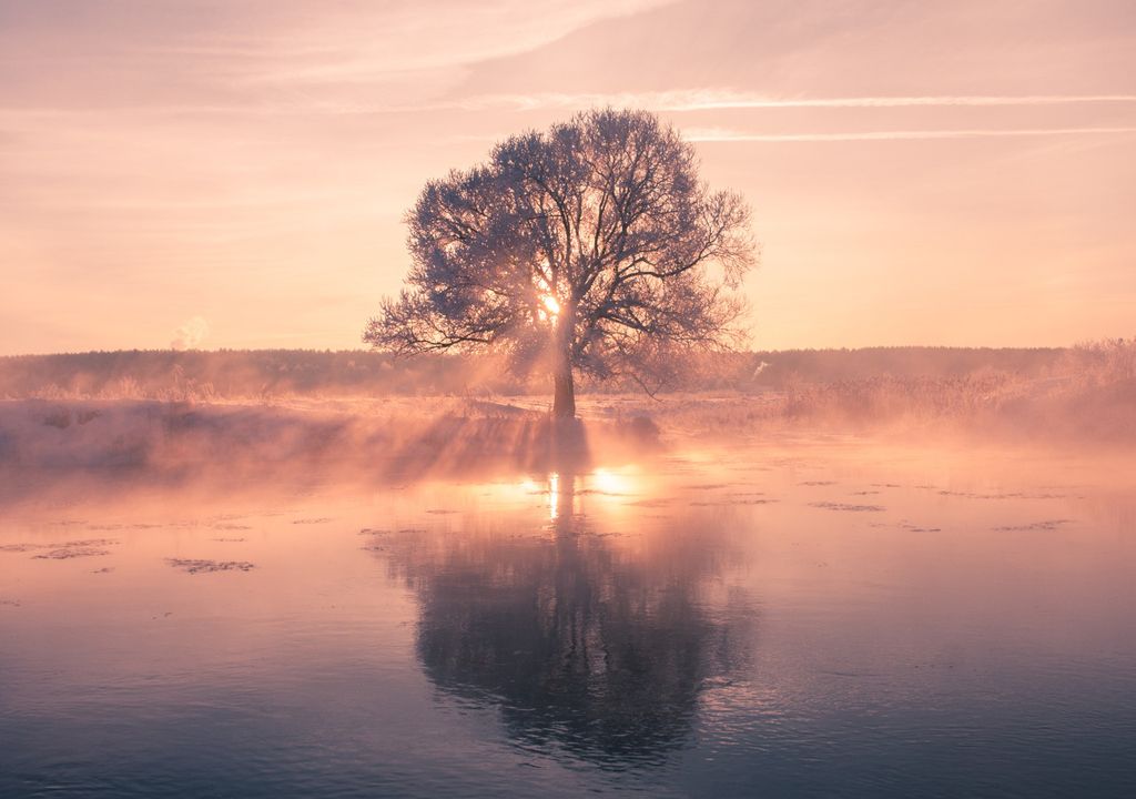 Misty tree