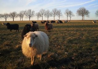 Hightech versus Wolf: Ein neues Startup will Schafsherden und Wölfe gleichzeitig schützen