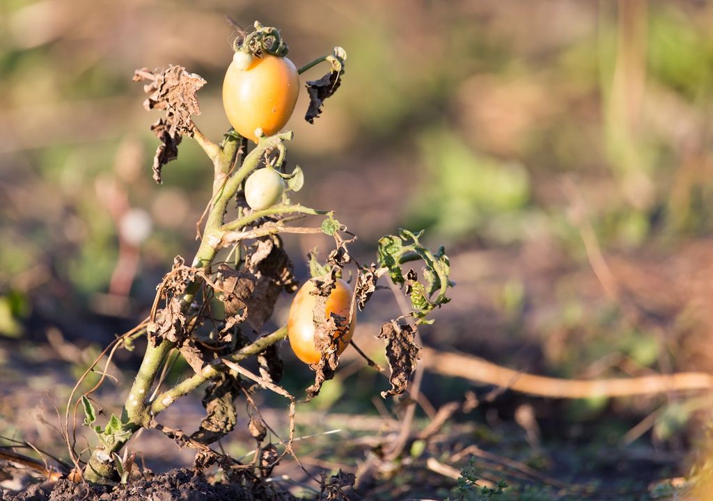 Tomate enfermo Tomate enfermo