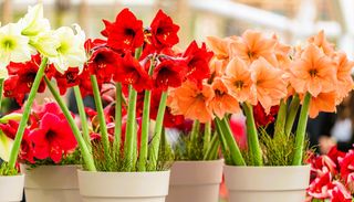 Hippeastrum, il bulbo che cresce anche senza terra: scopri le cure autunnali per farlo fiorire a Natale