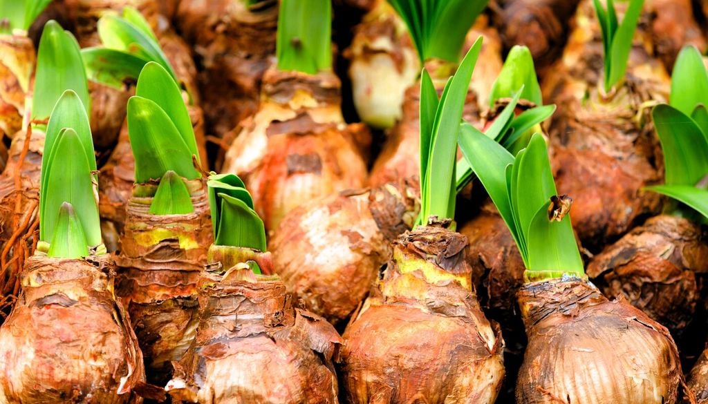 Dal bulbo si sviluppano lunghe foglie nastriformi e uno o più steli fiorali robusti
