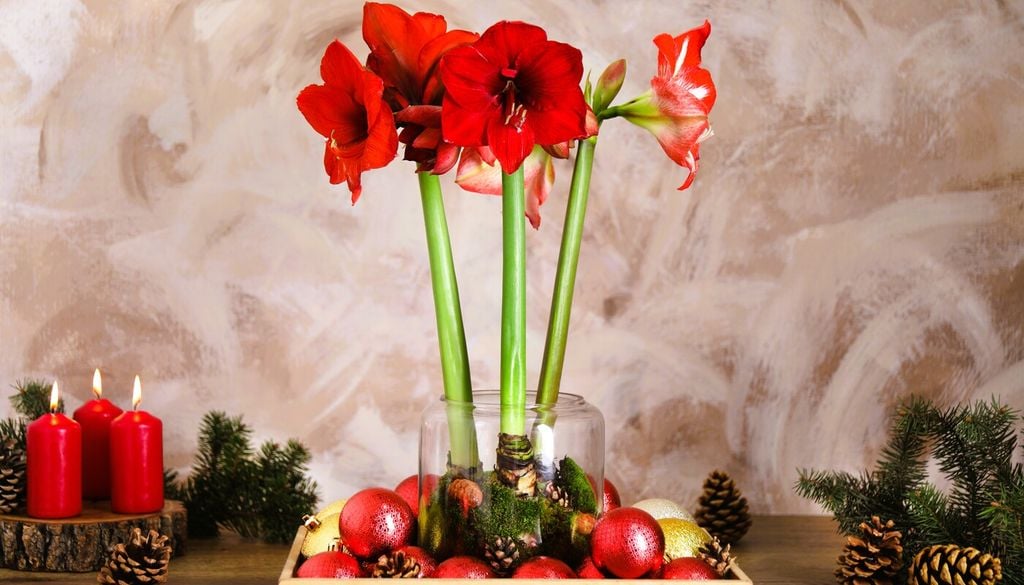 Come far fiorire l'Hippeastrum in casa a Natale