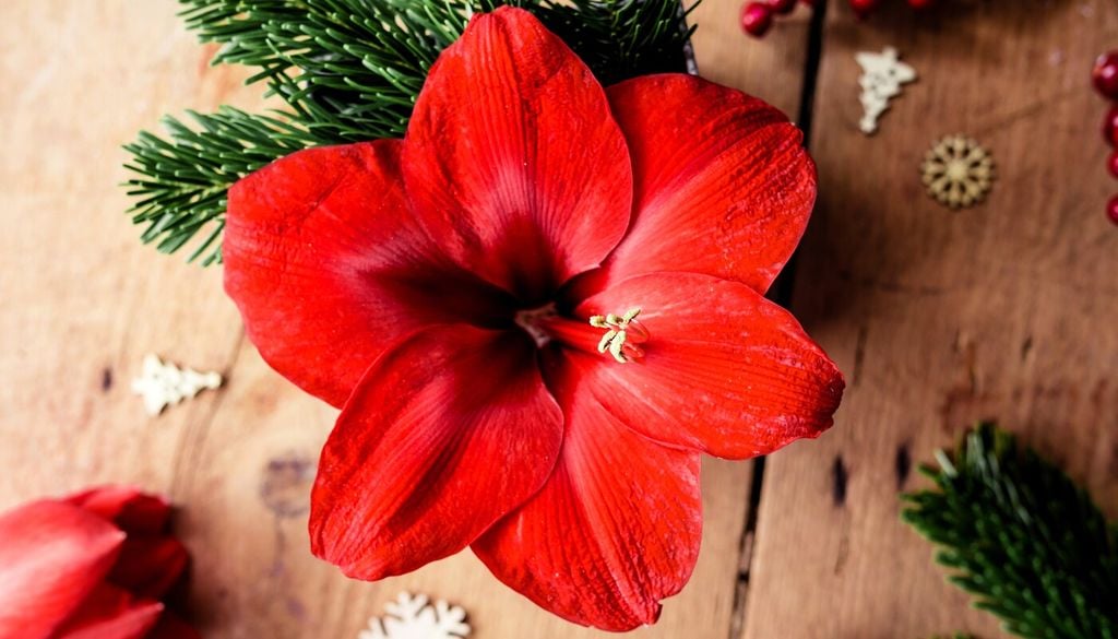 L'Hippeastrum rosso è perfetto per composizioni natalizie a tema floreale